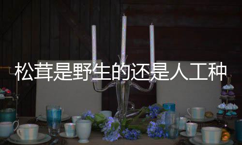 松茸是野生的种的还是人工